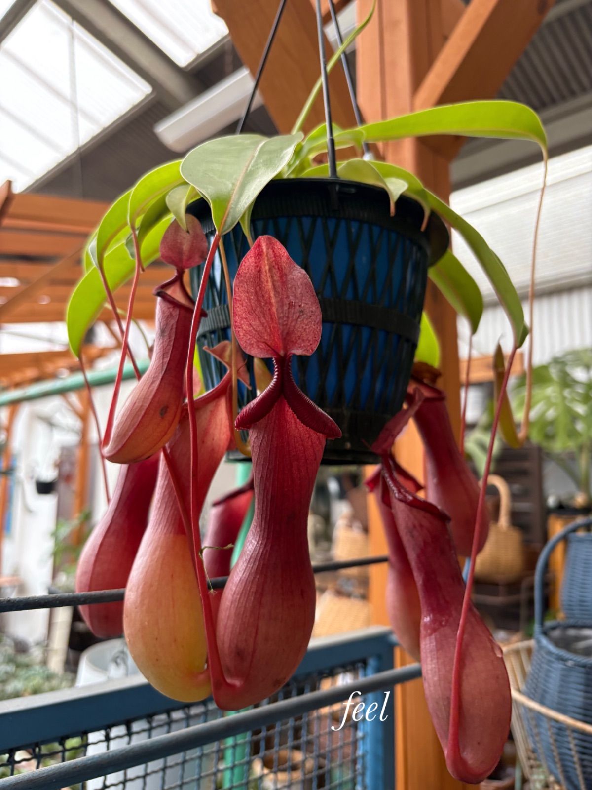 ブラッサイア 1【現品】観葉植物 大型 室内 現品］12番 ブラッサイア 8