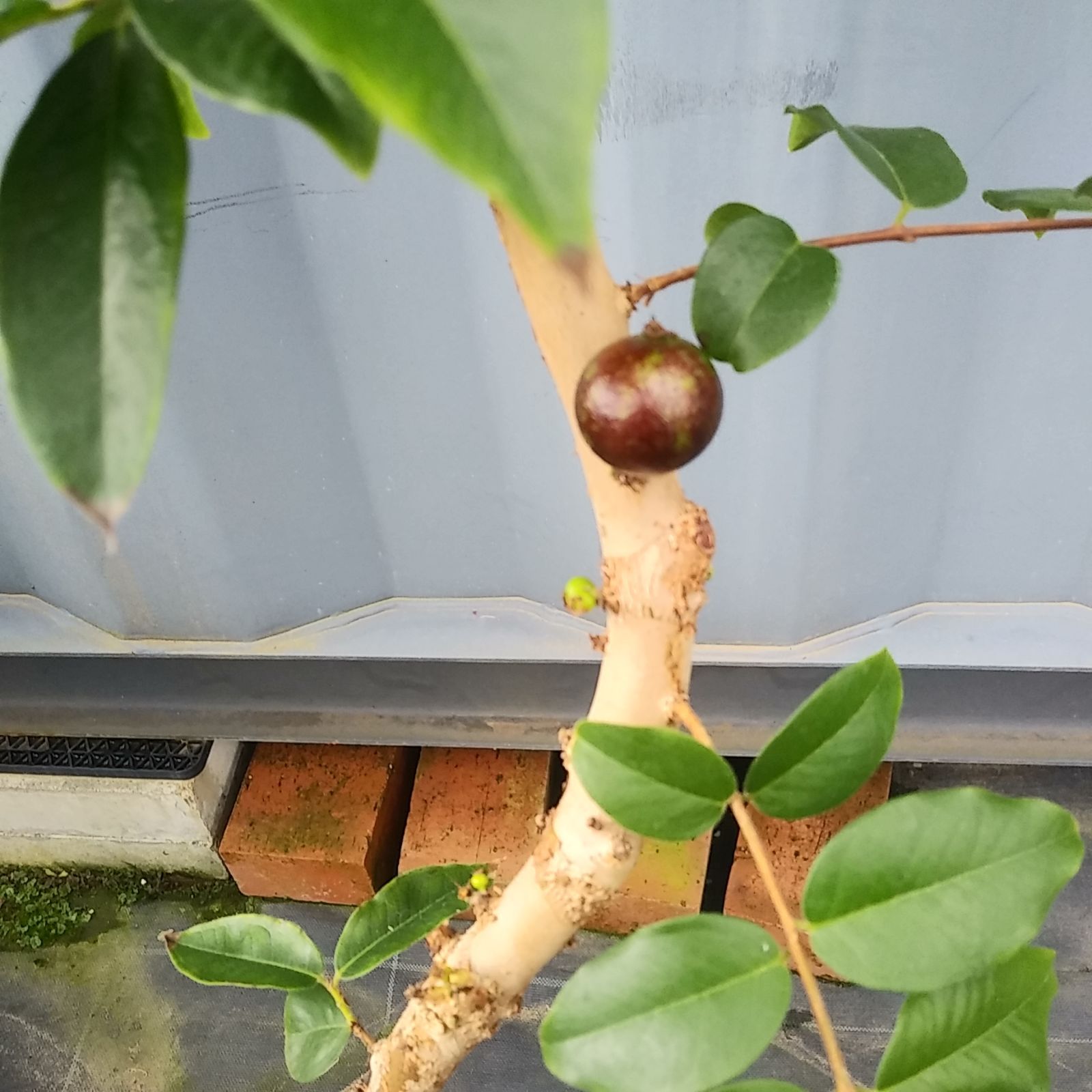 ②実付き現品 ☆ ジャボチカバ 品種不明 ☆7号鉢現品 ☆ 常緑樹