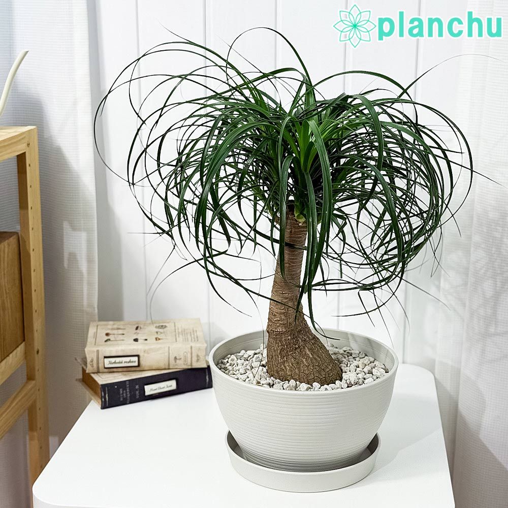平和屋着物▽上質な紬　単衣　草花文　正絹　逸品　DAAW9237sf 平和屋着物▽上質な紬 単衣 草花文 正絹 逸品 DAAW9237sf 【公式通販】