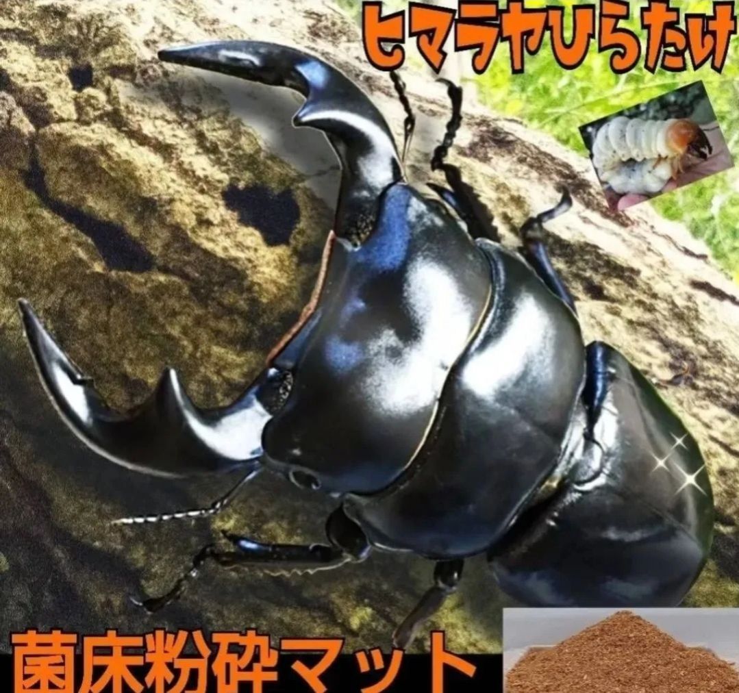 菌床粉砕クワガタマット【30L】ボトルやカップに詰めるだけ！菌糸瓶