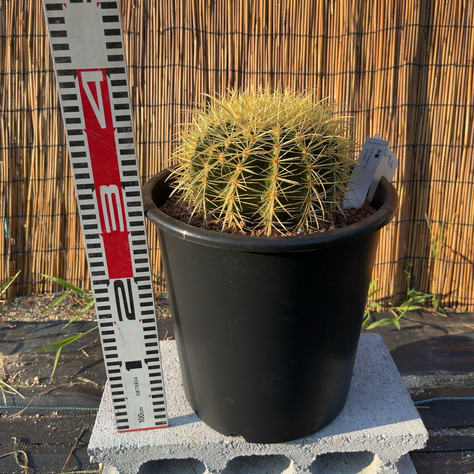 7号 金鯱 サボテン 王様 ドライガーデン ◇鉢ごと発送◇ 鉢ごと発送