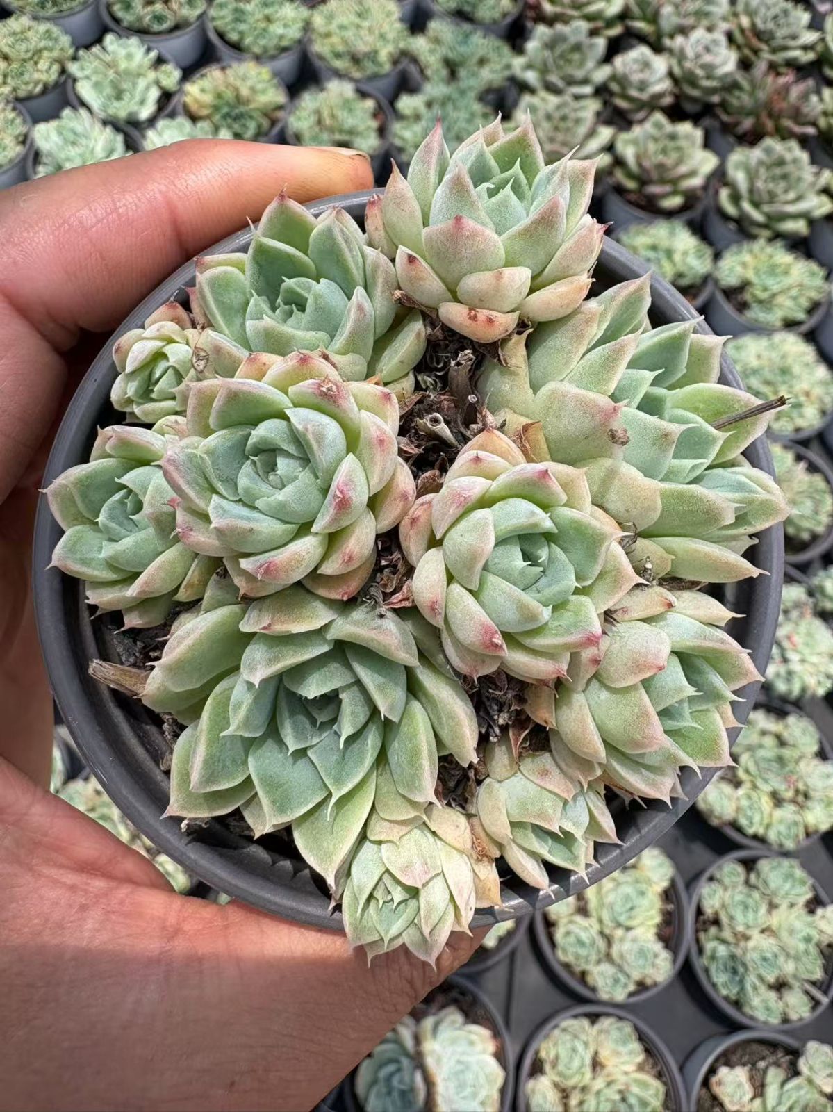 男*屋様 D679　ヘレー　抜き苗　30株　多肉植物 エケベリア 韓国苗 サボテ 抜き苗 テスラ MY178×40株 ふっくら 多肉植物 エケベリア