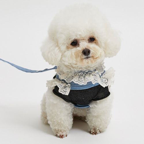 louisdog