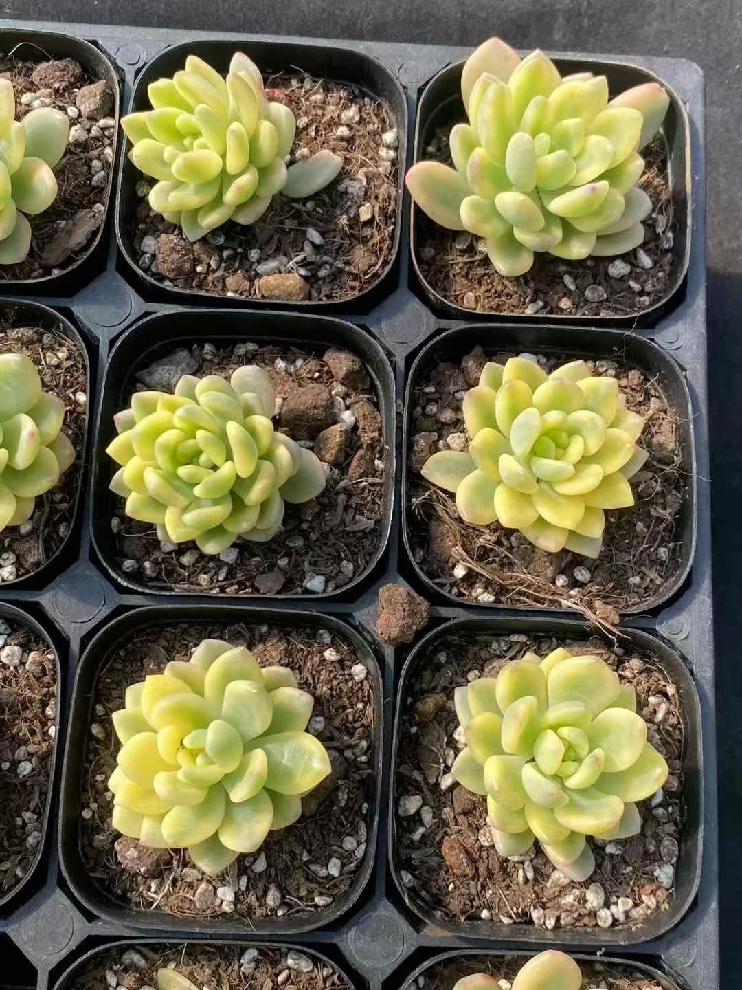 抜き苗 コウチレン DP575×40株 ふっくら 多肉植物 エケベリア