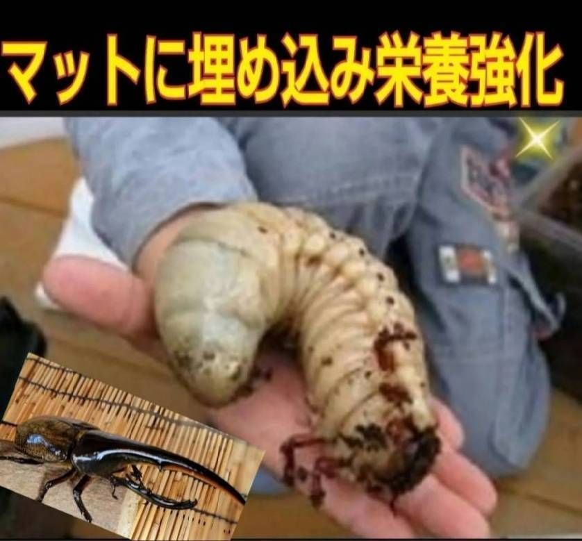 キクラゲ廃菌床【3ブロック】クワガタの産卵に！発酵マットに埋め込