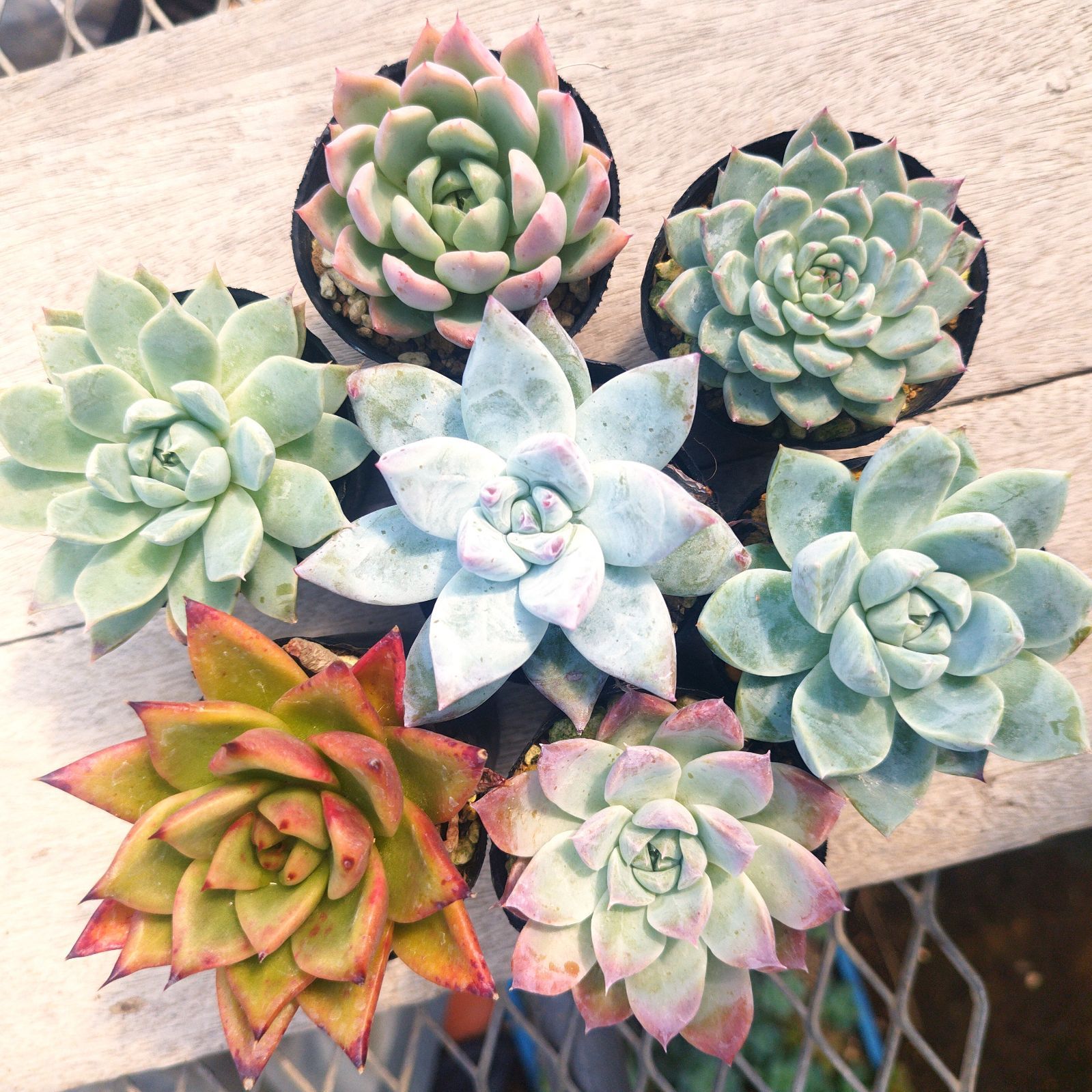 Yahoo!オークション 第四種郵便送料無料 多肉植物 エケベリア 苗のみ