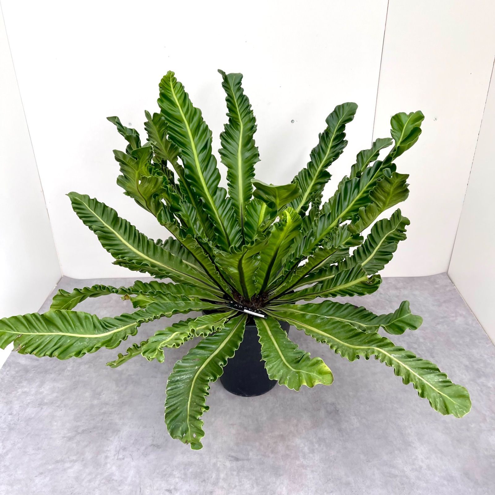 ハオルチア 氷鳳 実生苗