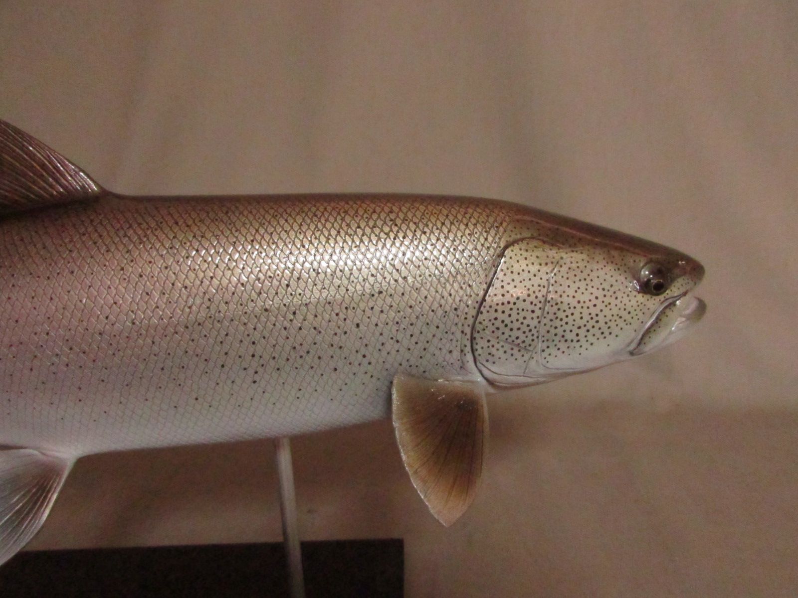 ハンドメイド　46cmイトウ 魚模型　フィギュア　レプリカ　怪魚　釣り ハンドメイド 自作 46cmイトウ 怪魚 釣り フィギュア