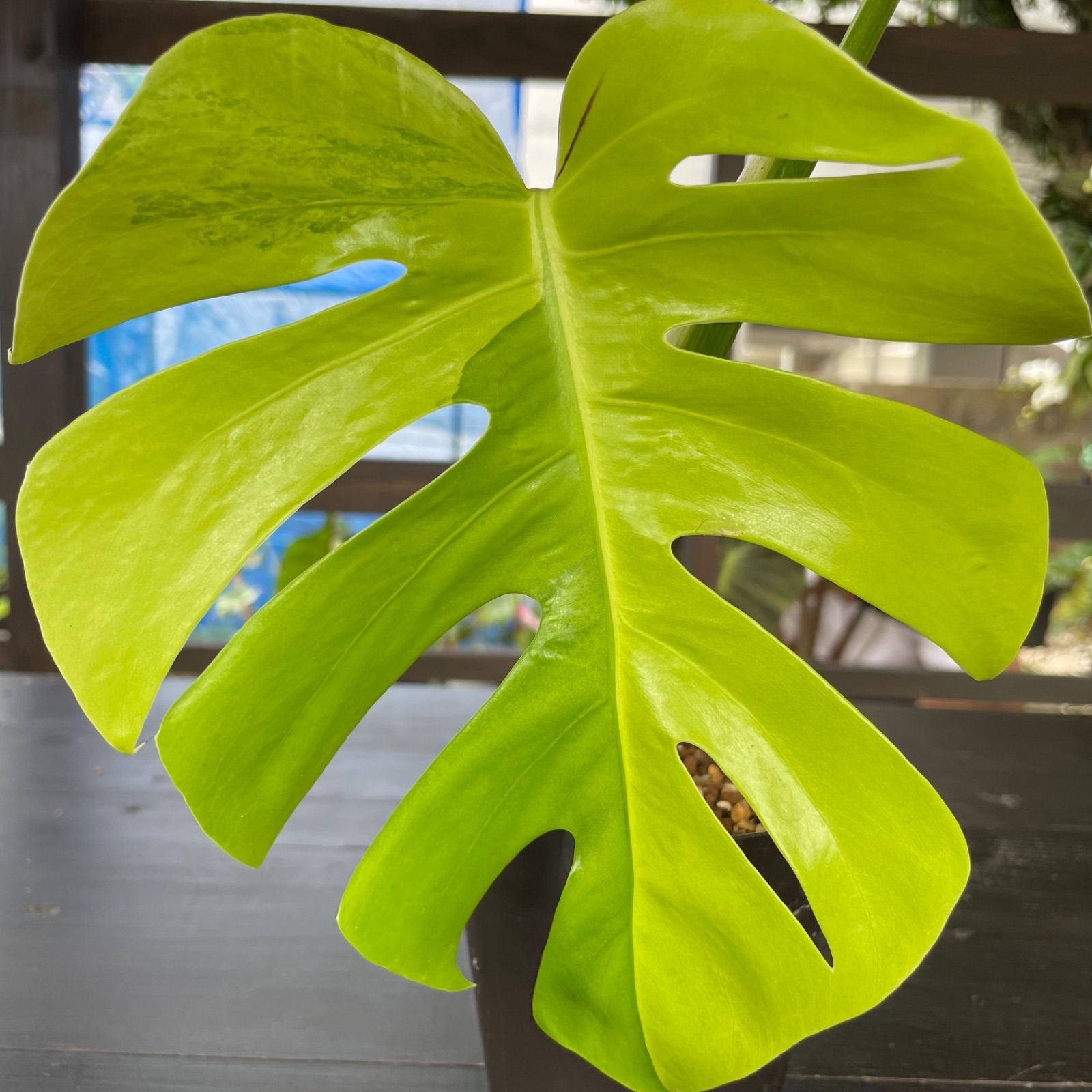 美斑入り