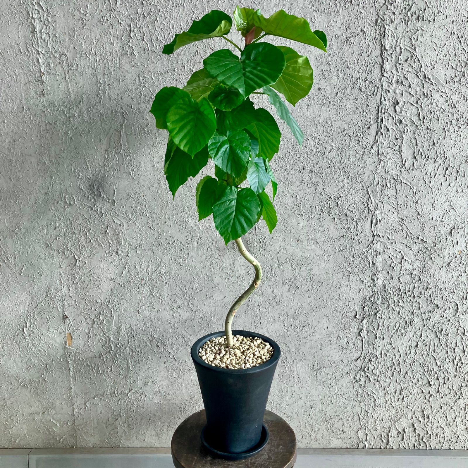 テラコッタ鉢植え アンティーク風