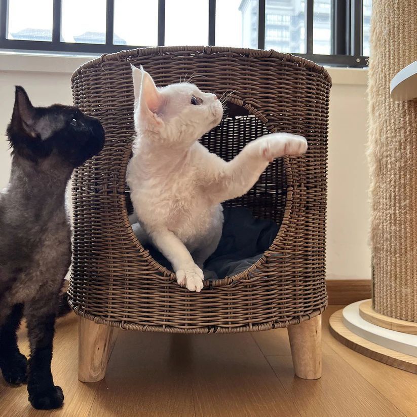 ラタン調猫ベッド