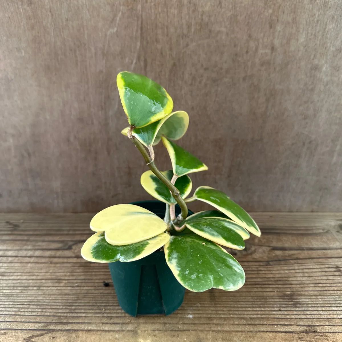 ハートホヤ 斑入① 現品　Hoya kerrii ホヤ サクララン 桜蘭 カーリー ケリー シャムサクララン 観葉植物 観葉 植物  ハンギング 吊るす 吊り下げ インテリア プレゼント おしゃれ かわいい グリーン アートプランツ