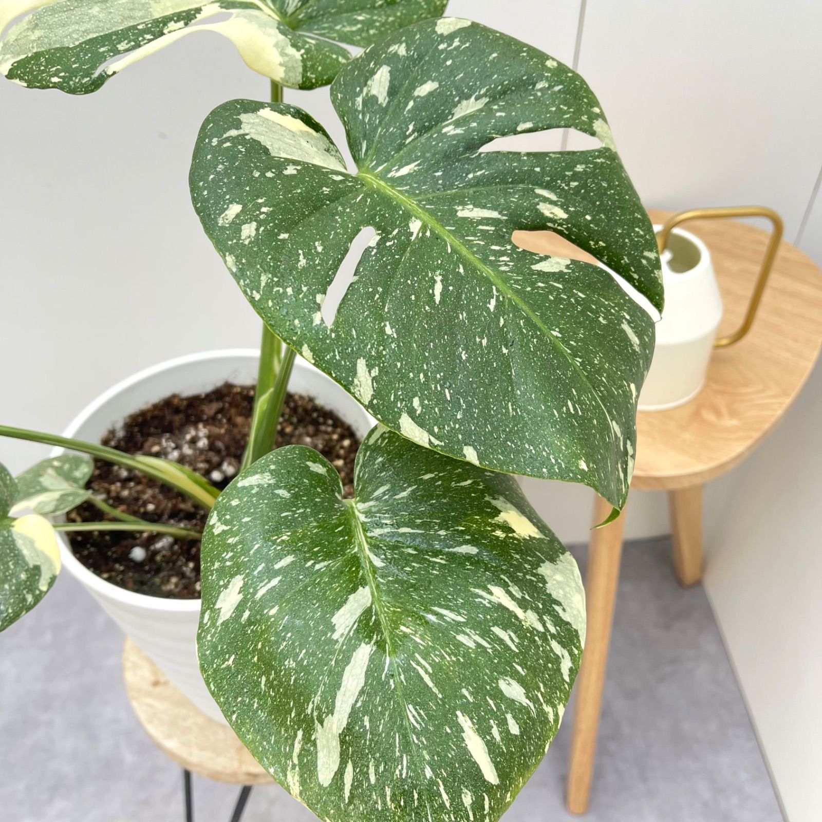 希少ピナッティパルティタMonstera Pinnatipartita (ｼﾞｪｲﾄﾞ・ｼｬﾄﾙｳｨﾝｸﾞ