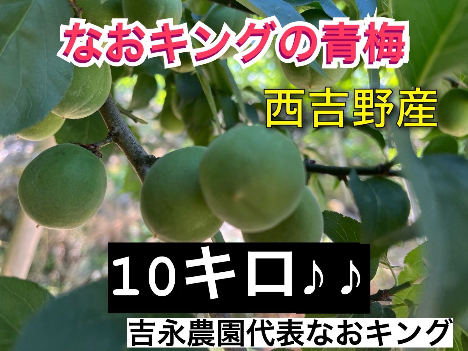 予約販売 青梅 10キロ 西吉野産6月上旬発送 なおキング 梅