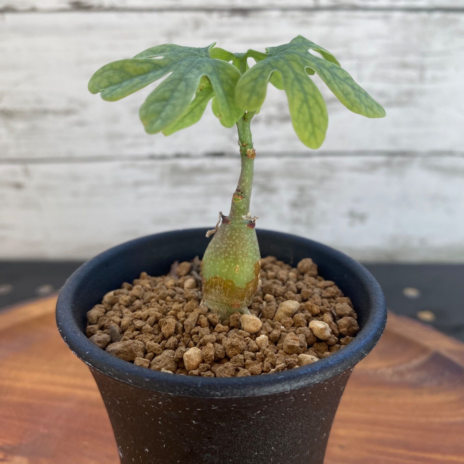 アデニア グラウカ 塊根植物 コーデックス 多肉植物 - メルカリ