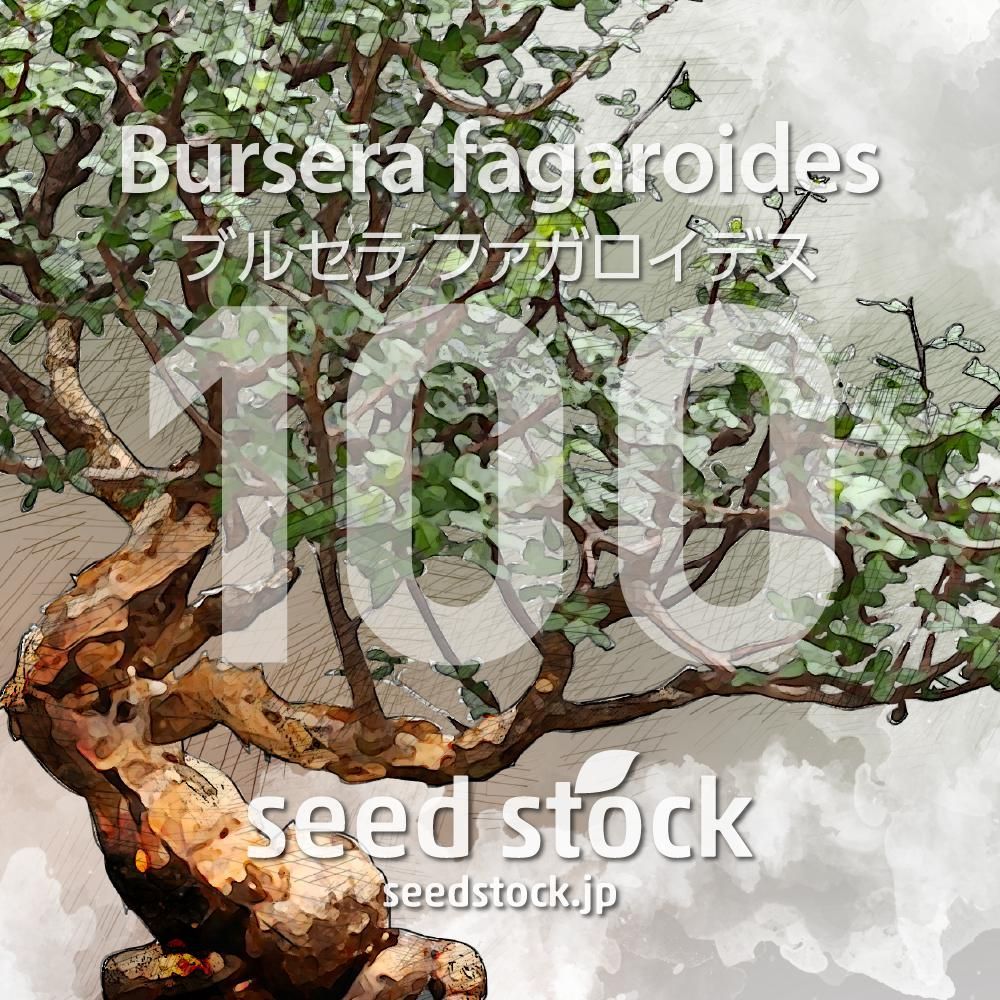 ブルセラの種 Bursera fagaroides 100粒 ゆうパケット発送