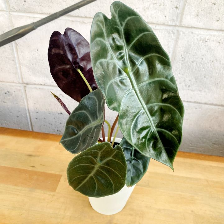 観葉植物】高級感 希少性 アロカシア ワトソニア 4号 プラ鉢