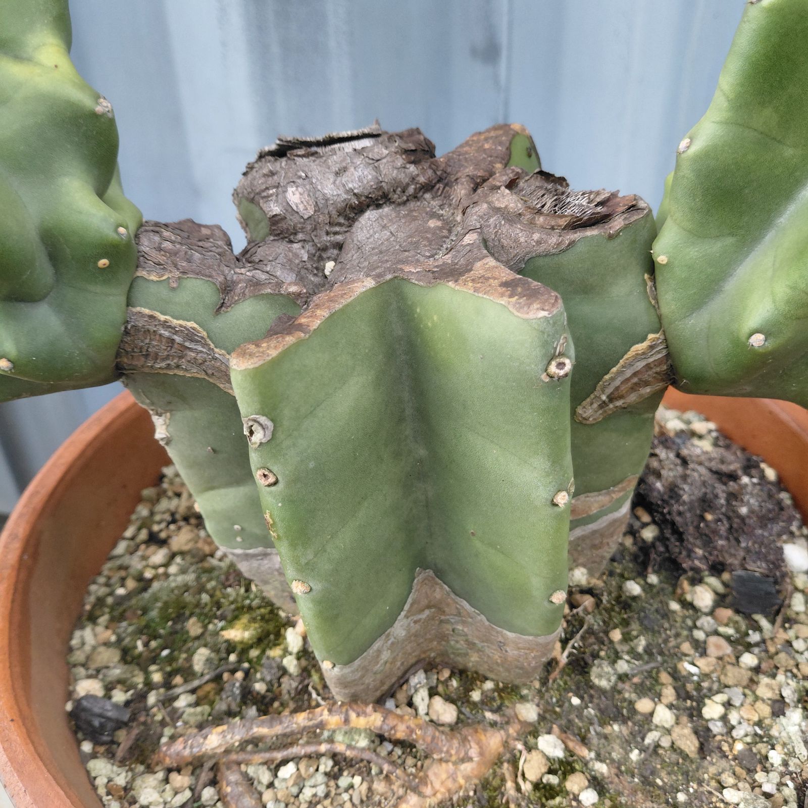 現品　サボテン　柱サボテン　ブランチ　鬼面角　9番　ドライガーデン　観葉植物 現品 サボテン 柱サボテン ブランチ 鬼面角 91番 ドライガーデン