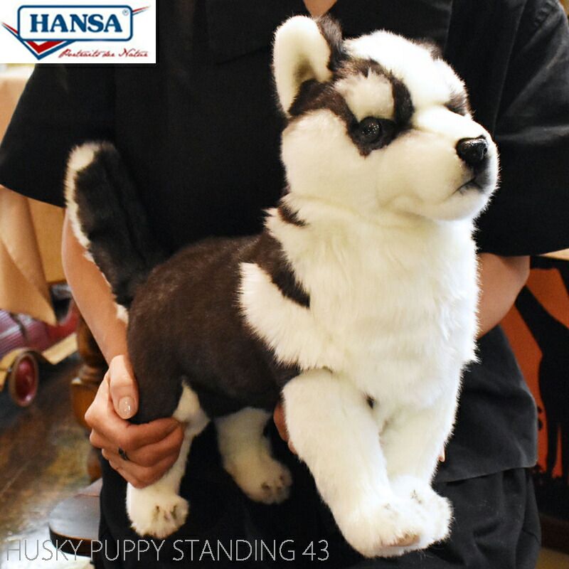 いっちゅん HANSA BH7512 シベリアン・ハスキー(仔) 43 HUSKY PUPPY STANDING 43cm