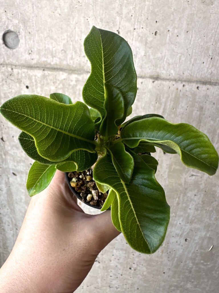 パキポディウム ウィンゾリー Pachypodium windsorii 実生③