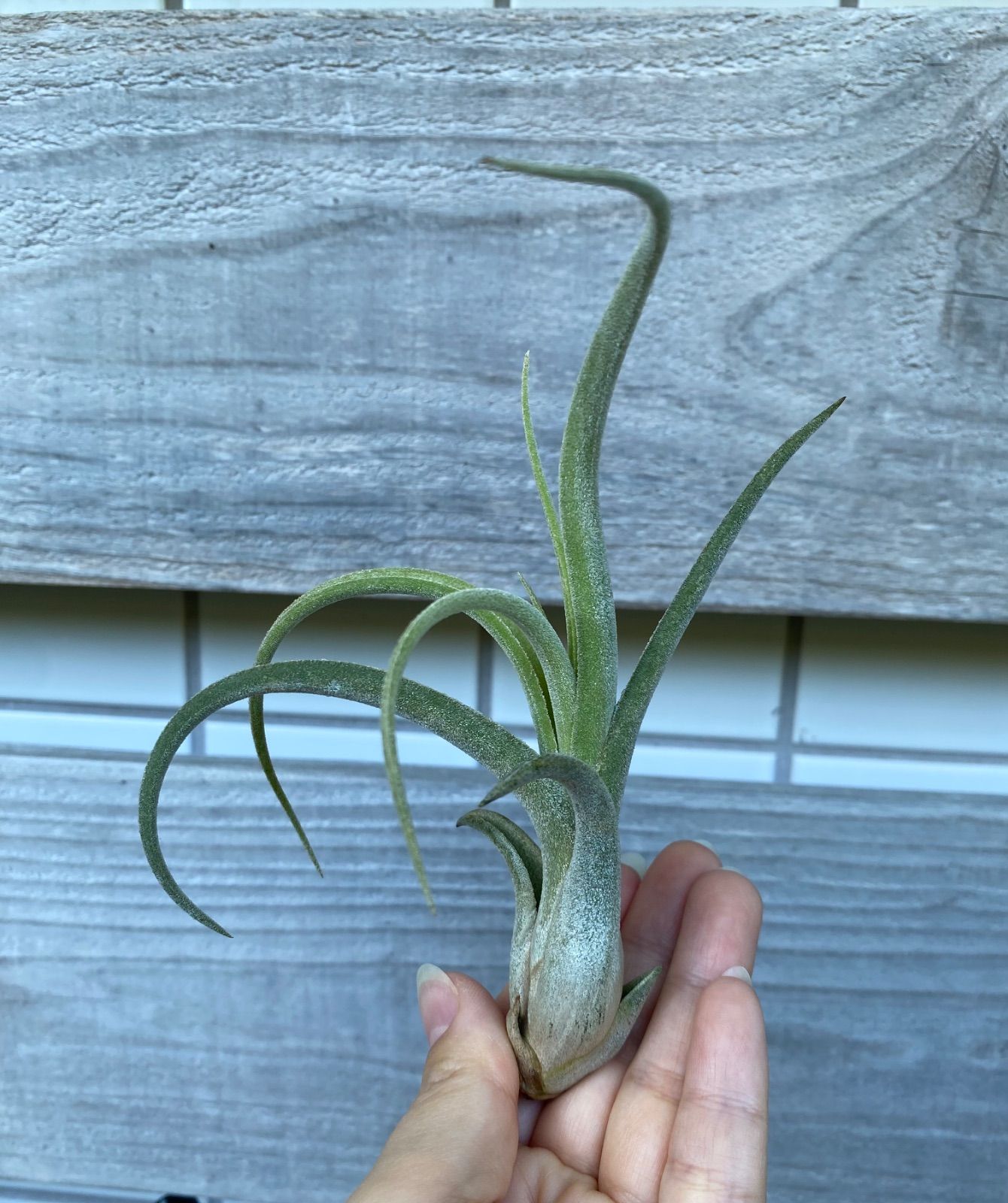 Tillandsia ‘El Guapo’