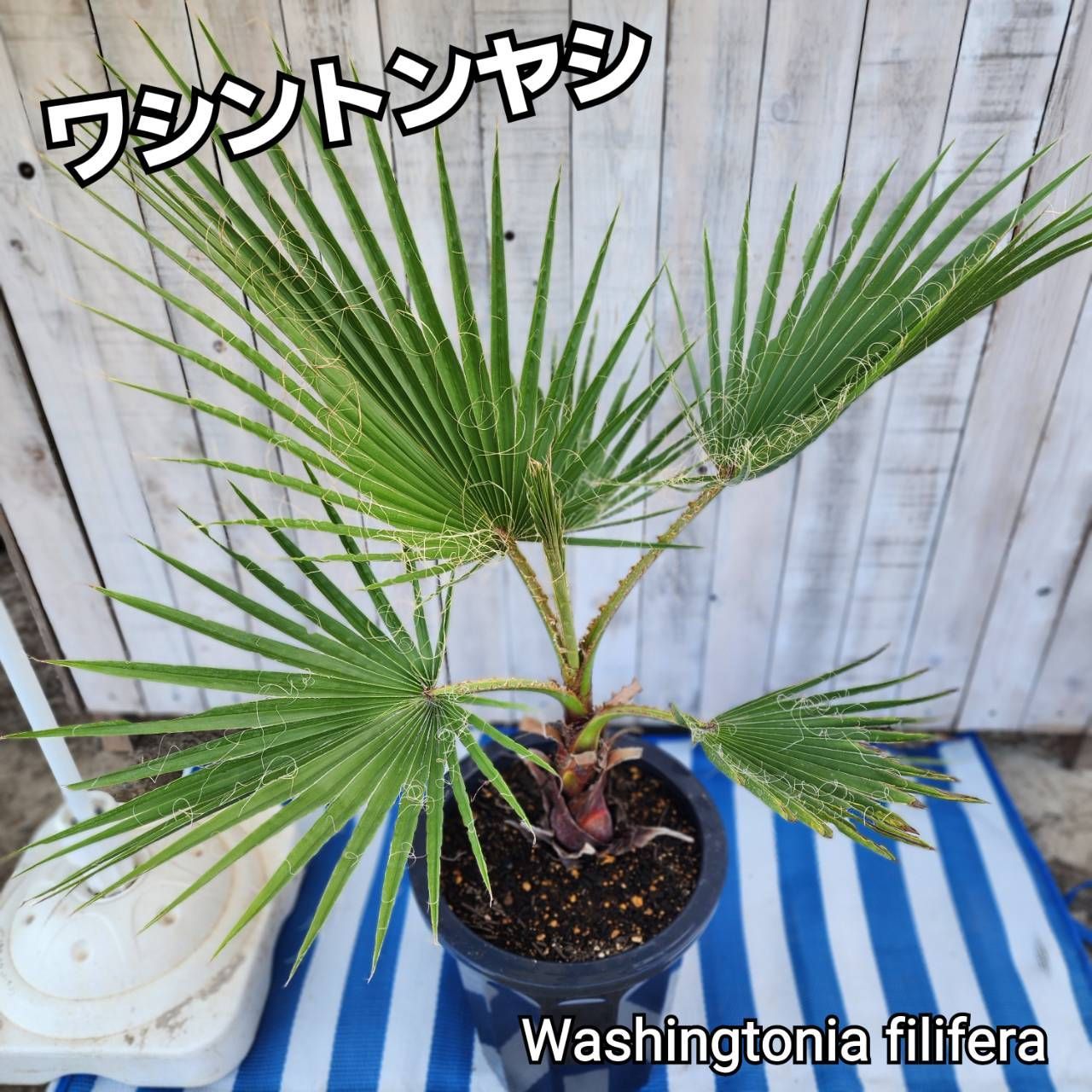 【尺鉢シリーズ登場‼️】【10鉢限定】【鉢ごと発送】ワシントニア フィリフェラ (ワシントンヤシ) 2025.8.28Wf2
