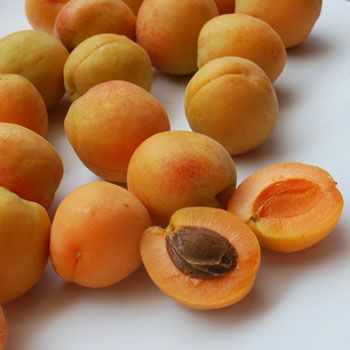 クール便 あんず 信山丸８ｋｇ ４ｋｇ×２箱 長野県産 配送先 東北～関西 ６月下旬前後〜出荷