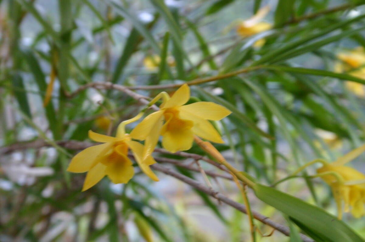 覆輪竹葉セッコク・高芽4本、中国原産、寒さに強い、裸で送ります - メルカリ