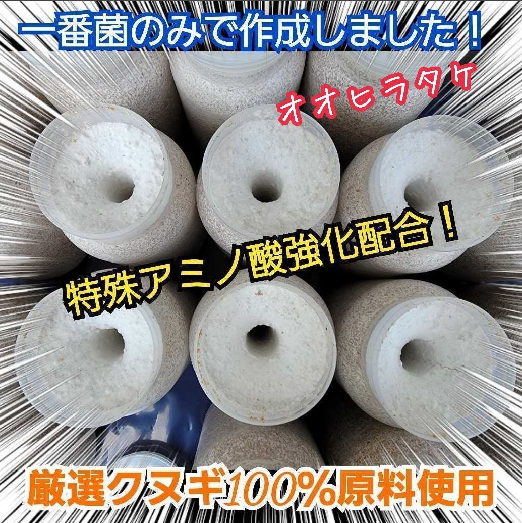 極上！オオヒラタケ菌糸瓶1100ml【8本】トレハロース、キトサン強化