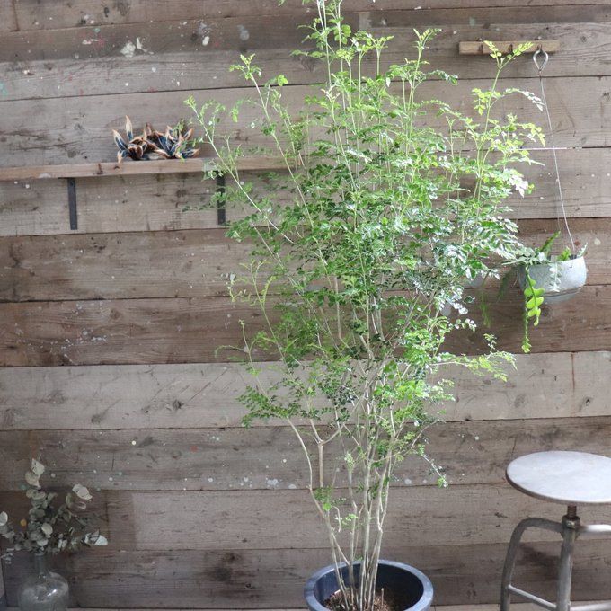 ポットごと 立派 10号 シマトネリコ シンボルツリー 観葉植物 インテリア ガーデニング STEELWINDOWSANDDOORS_COM