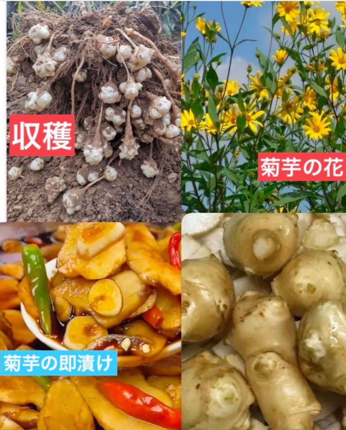 ♪♪一度植えたら 毎年収穫 岐阜産 農薬や化学肥料 除草剤不使用 のスーパー野菜 鬼子姜 洋姜 菊芋小芋 種芋 898円