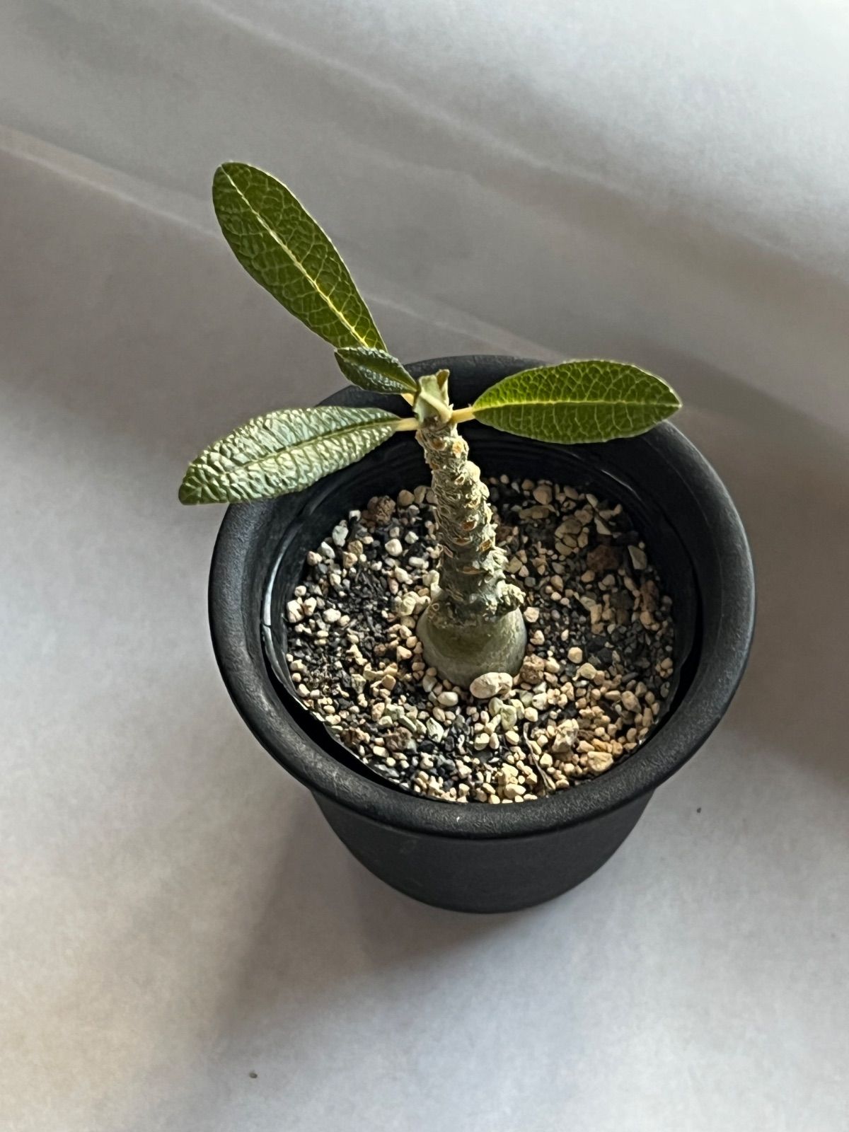 ドルステニア ギガス 塊根植物 コーデックス - メルカリ