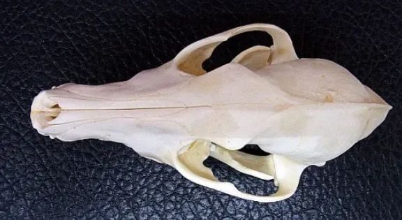 高品質のコヨーテの頭骨 高品質！ コヨーテの頭骨 - メルカリ