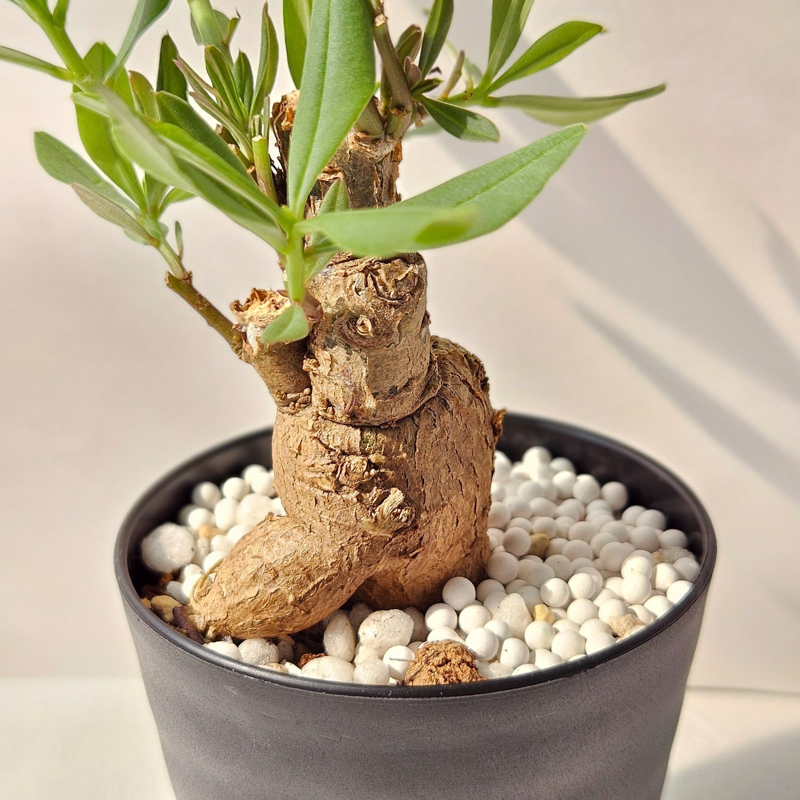 タリナム パニクラーツム 〛Talinum​ Paniculatum 発芽済 塊根植物