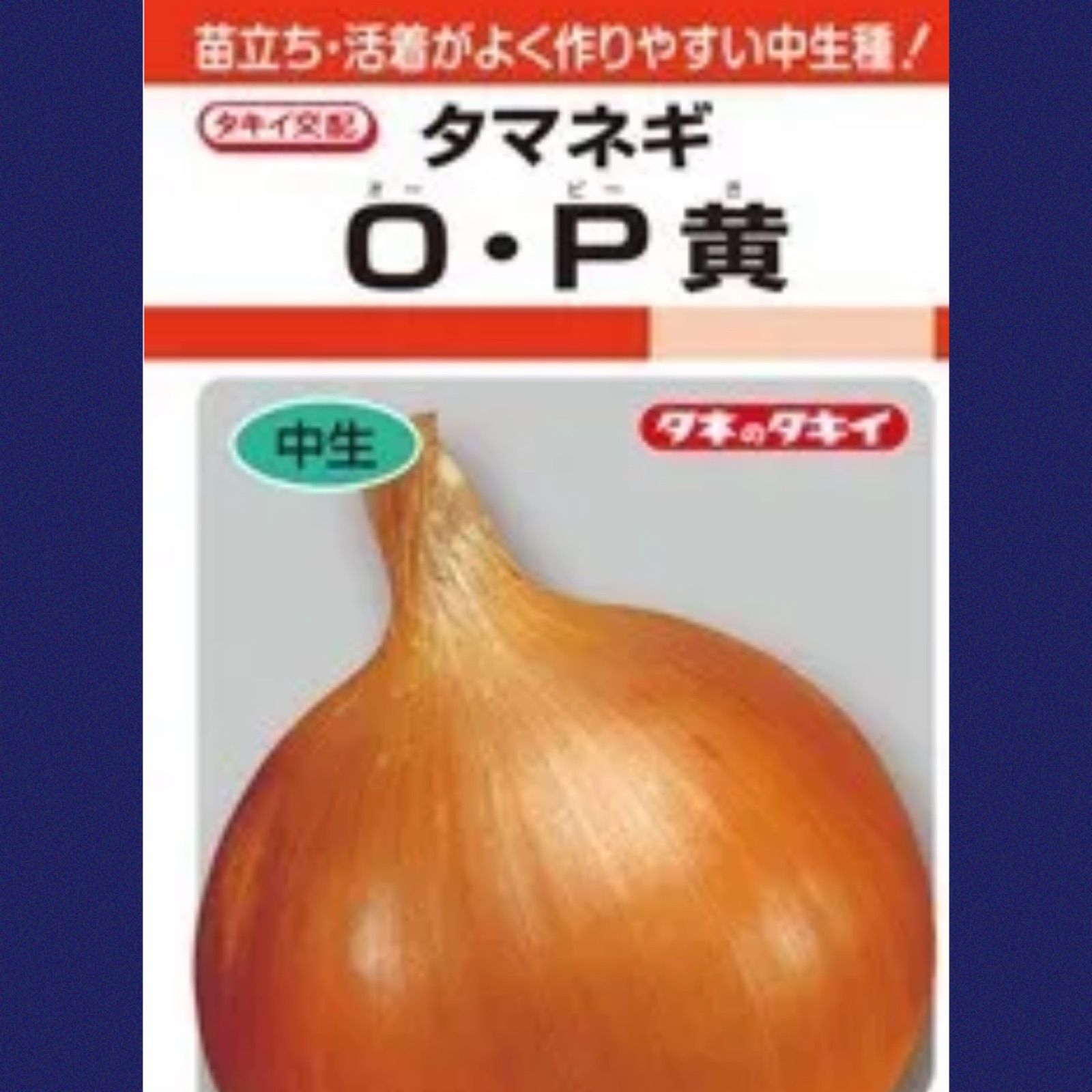 100本‼️中生種O.P黄玉ねぎ苗‼️耐病性に強く長期保存可能です‼️ - メルカリ