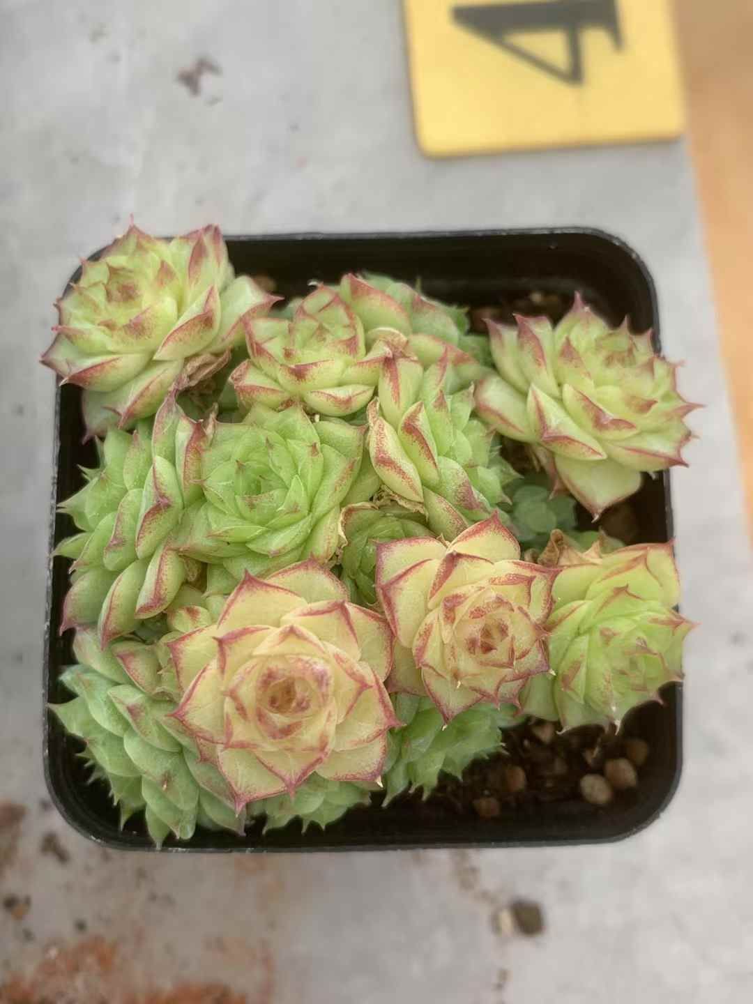 LX67×54 ジョウニン 抜き苗 多肉植物 アエオニウム エケベリア 韓国苗 STEELWINDOWSANDDOORS_COM