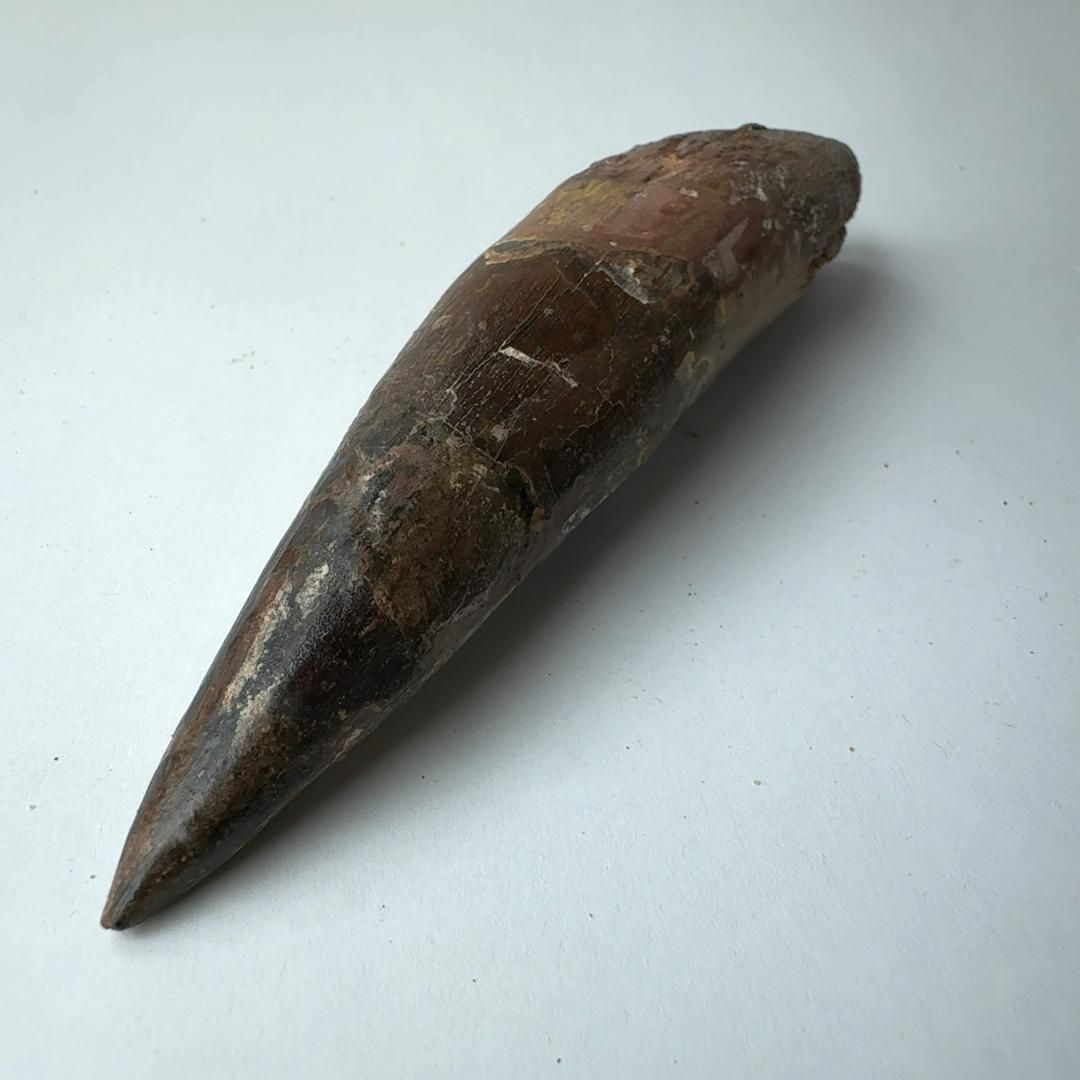 スピノサウルス　本物　化石　歯　標本 楽天市場】【送料無料】【スピノサウルス/化石/歯/恐竜】特大