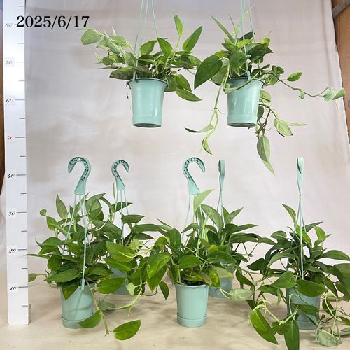 ヒメモンステラ吊り下げ式観葉植物一点物 観葉植物 モンステラ 2224 3.5号吊り鉢(個体おまかせ1鉢