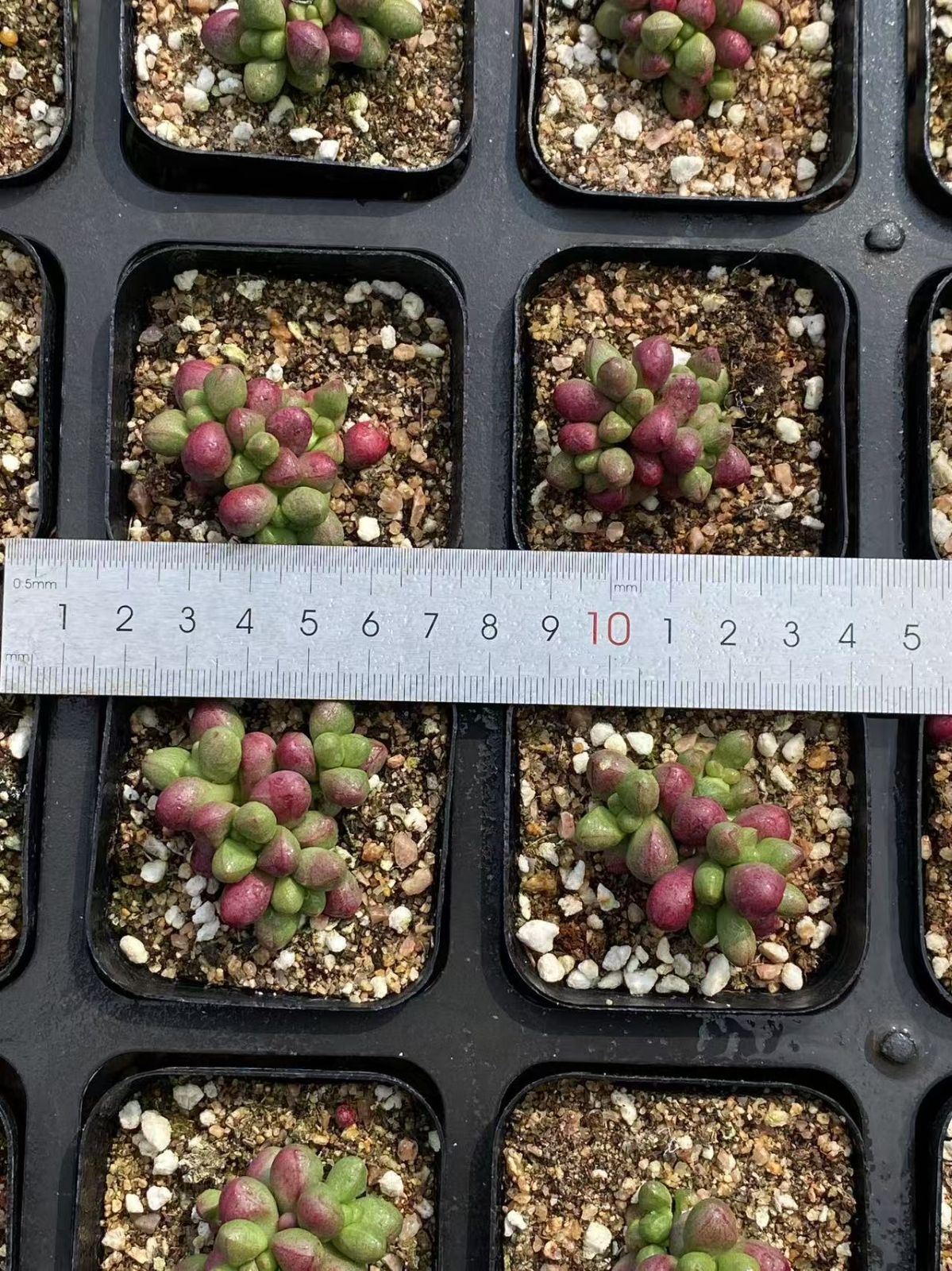DP556×63鉢 多肉植物