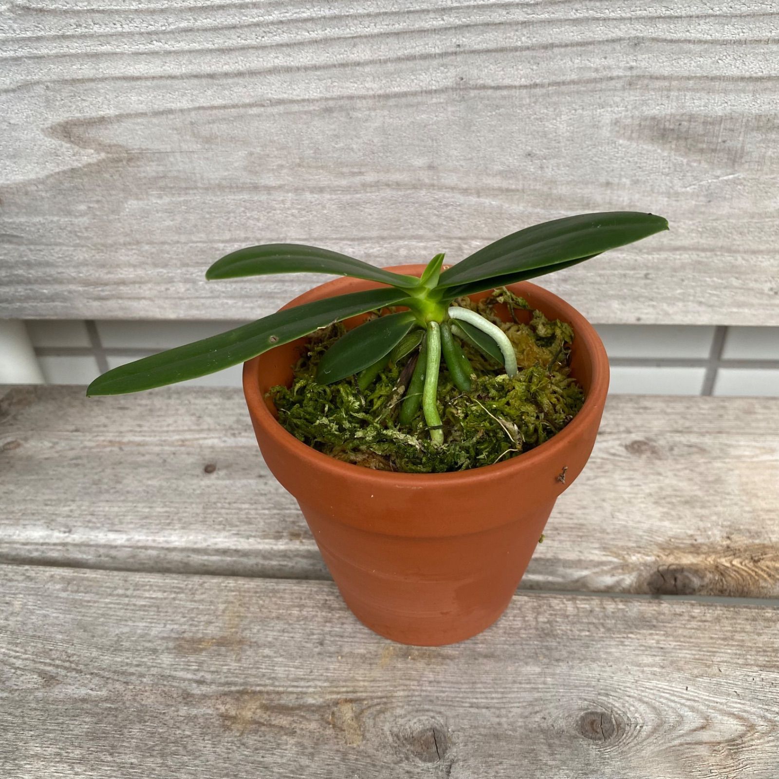 名護蘭 ナゴラン ① 名護蘭 】明丸縞 299 ナゴラン明丸 : DREAM