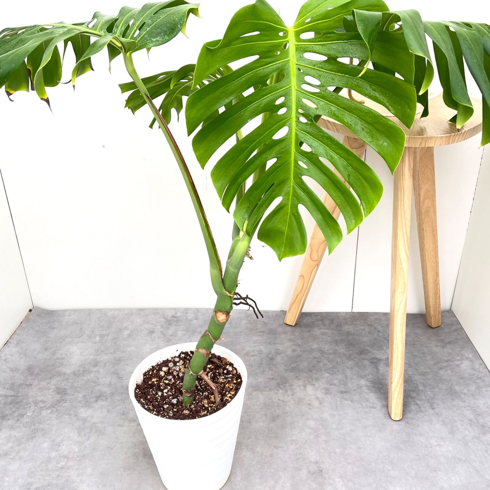 サボテンの骨　インテリア　カクタスウッド　カクタスボーン　ラダー　3本セット 楽天市場】【お買い得】サボテンの骨 3個セット【カクタス