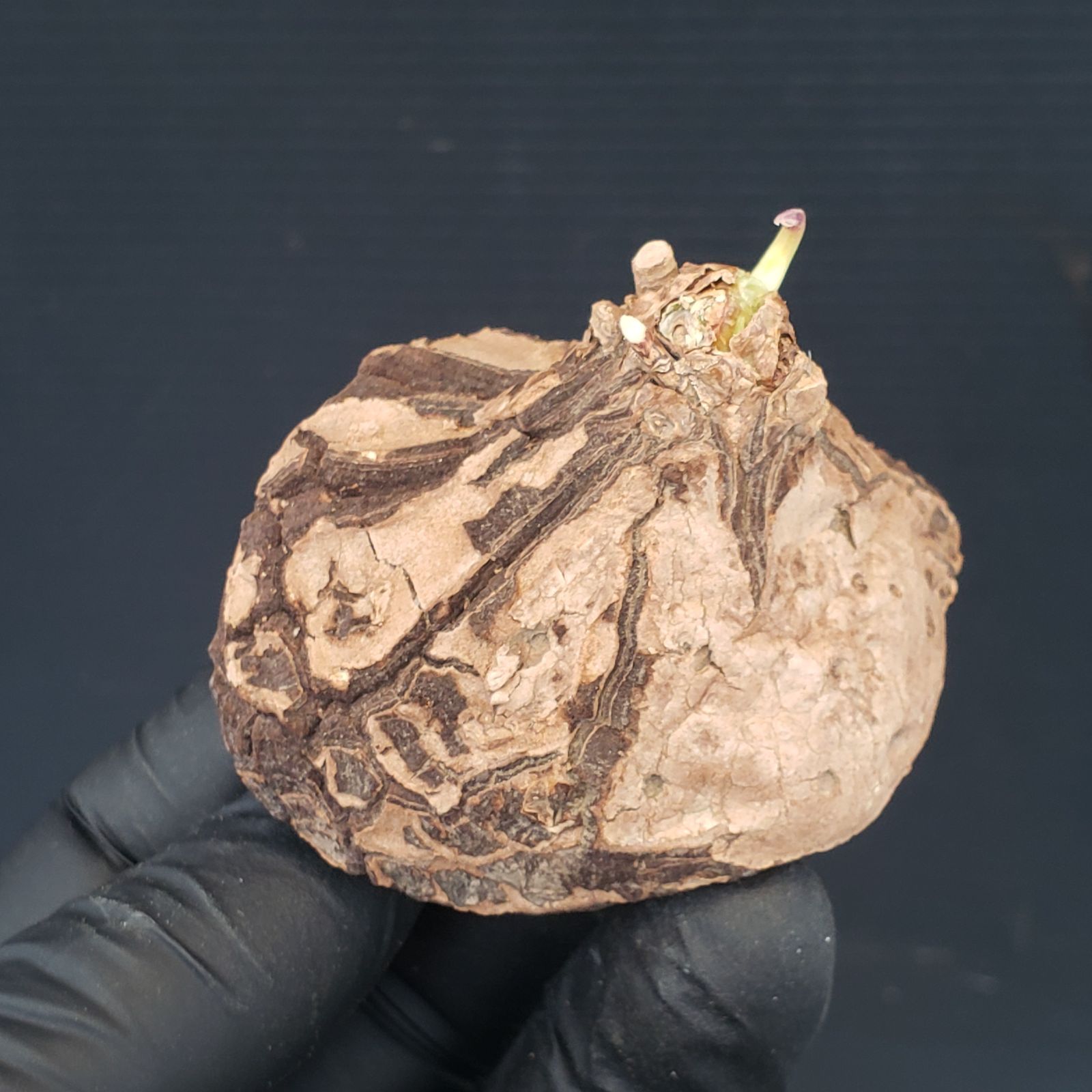 ☆*☆様 メキシコ亀甲竜（SBラベル）　塊根植物　珍奇植物　ディオスコレア・メキ 希少・良株】亀甲竜 M ディオスコレア コーデックス 塊根植物