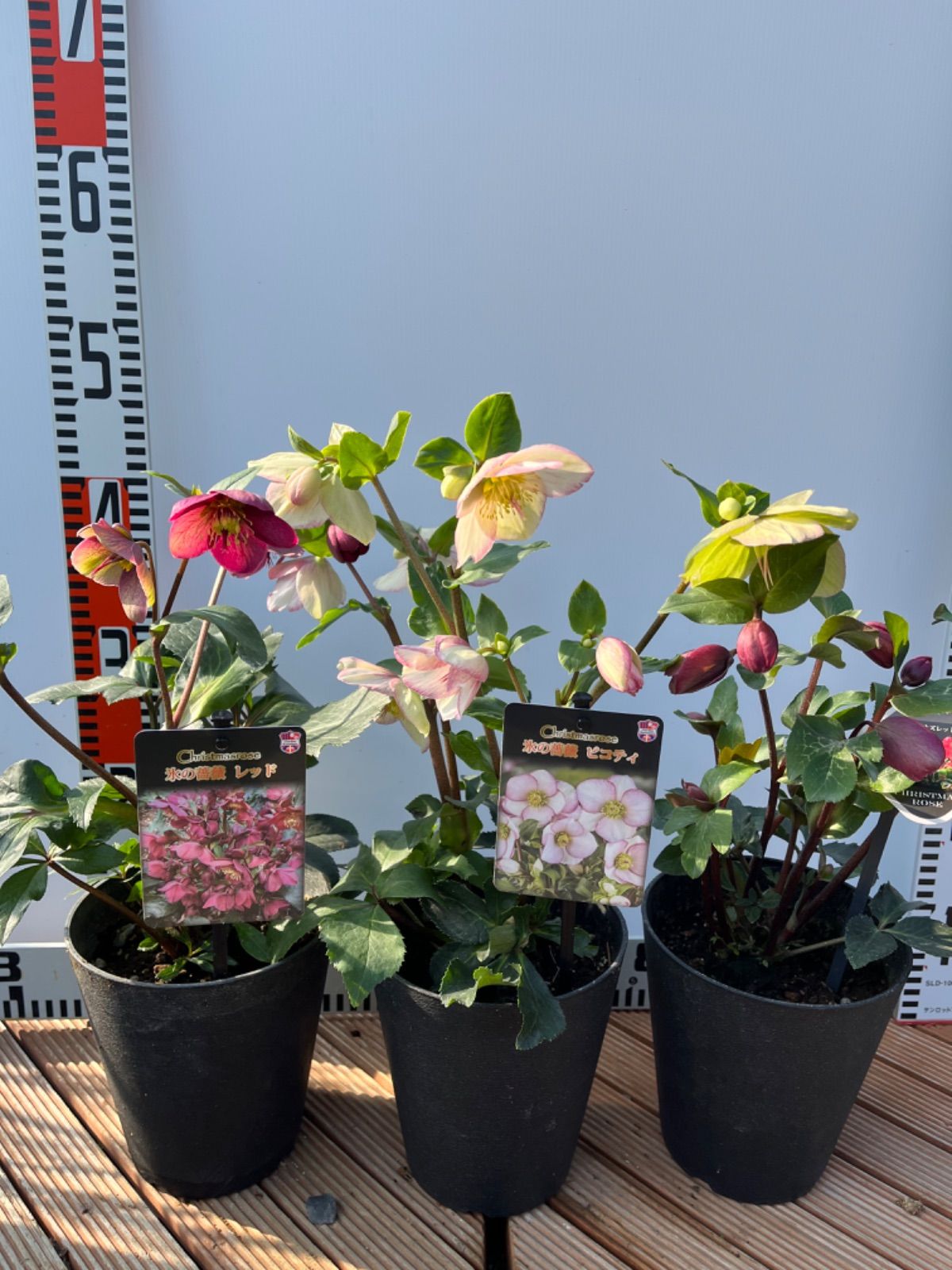 クリスマスローズ開花株 氷の薔薇とアンナズレッド3鉢セット クリスマスローズ開花株 氷の薔薇とアンナズレッド3鉢セット
