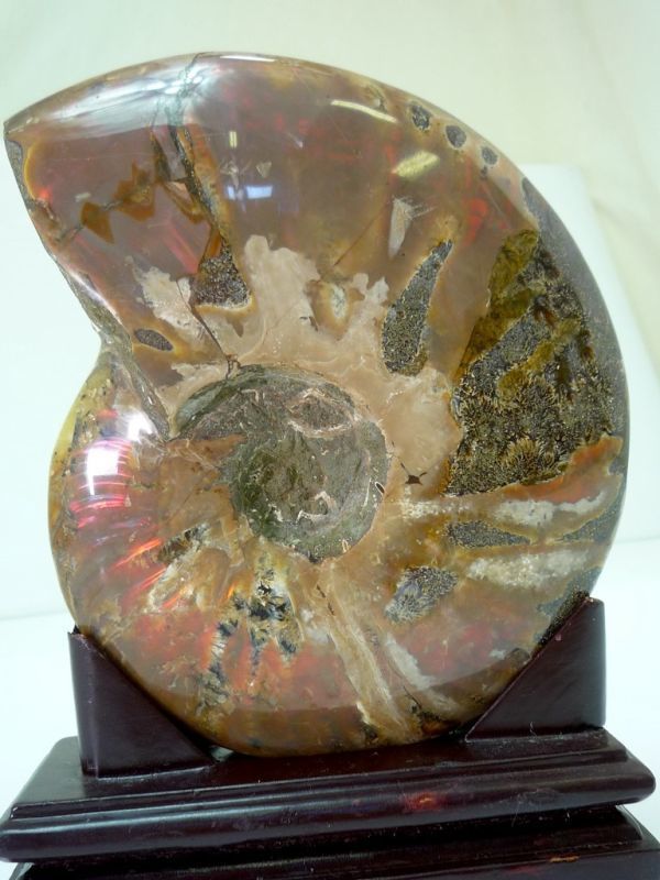 アンモナイト（結晶化） 化石 アンモナイト オパール化 虹色！ 鉱物