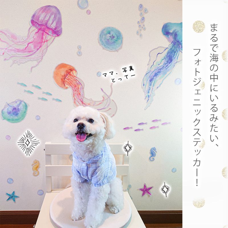 海月◇プロフ必読 様 専用 海月◇プロフ必読 海月（くらげ）※プロフ