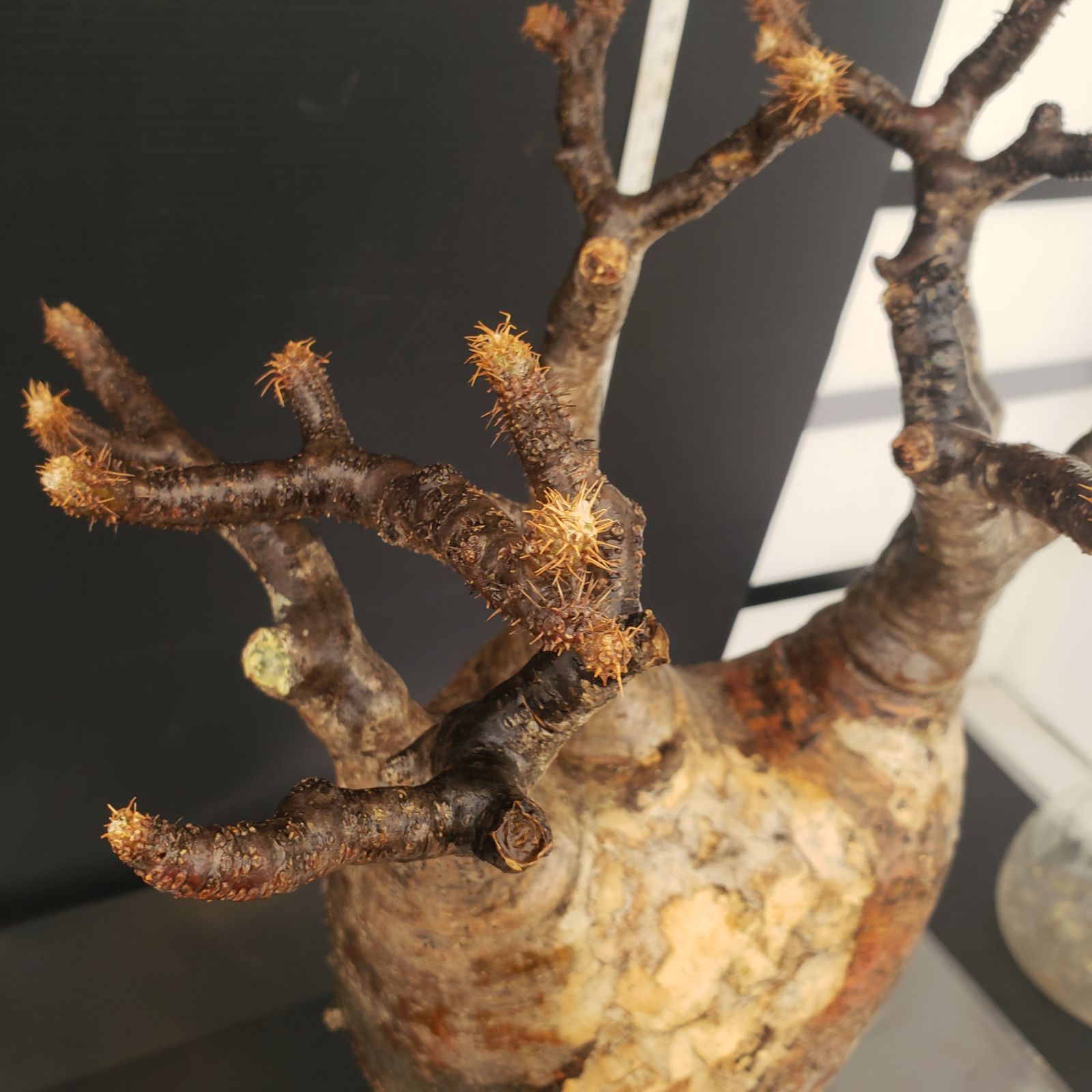 【Luna※断捨離さま専用】No89 パキポディウム グラキリス Z243【最新到着】Pachypodium グラキリス（L）（現地球・抜き苗