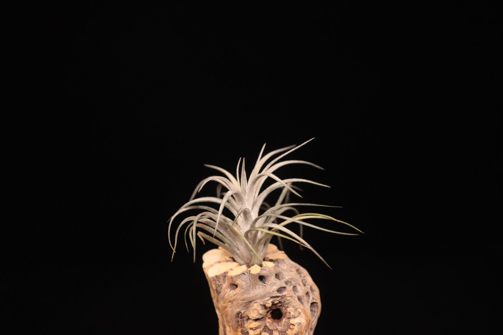 funckiana var.recurvifolia × Chiapas Gigantesco 〔エアプランツ〕現品発送T5324 plane plants