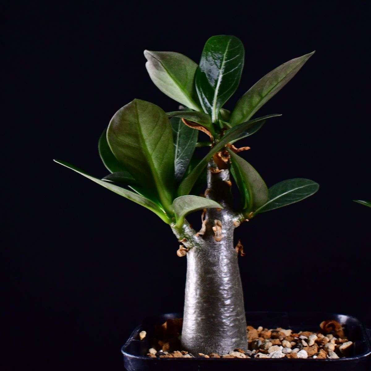 3U1 実生 2株セット アデニウム・タイ ソコトラナム KHZ Adenium thai