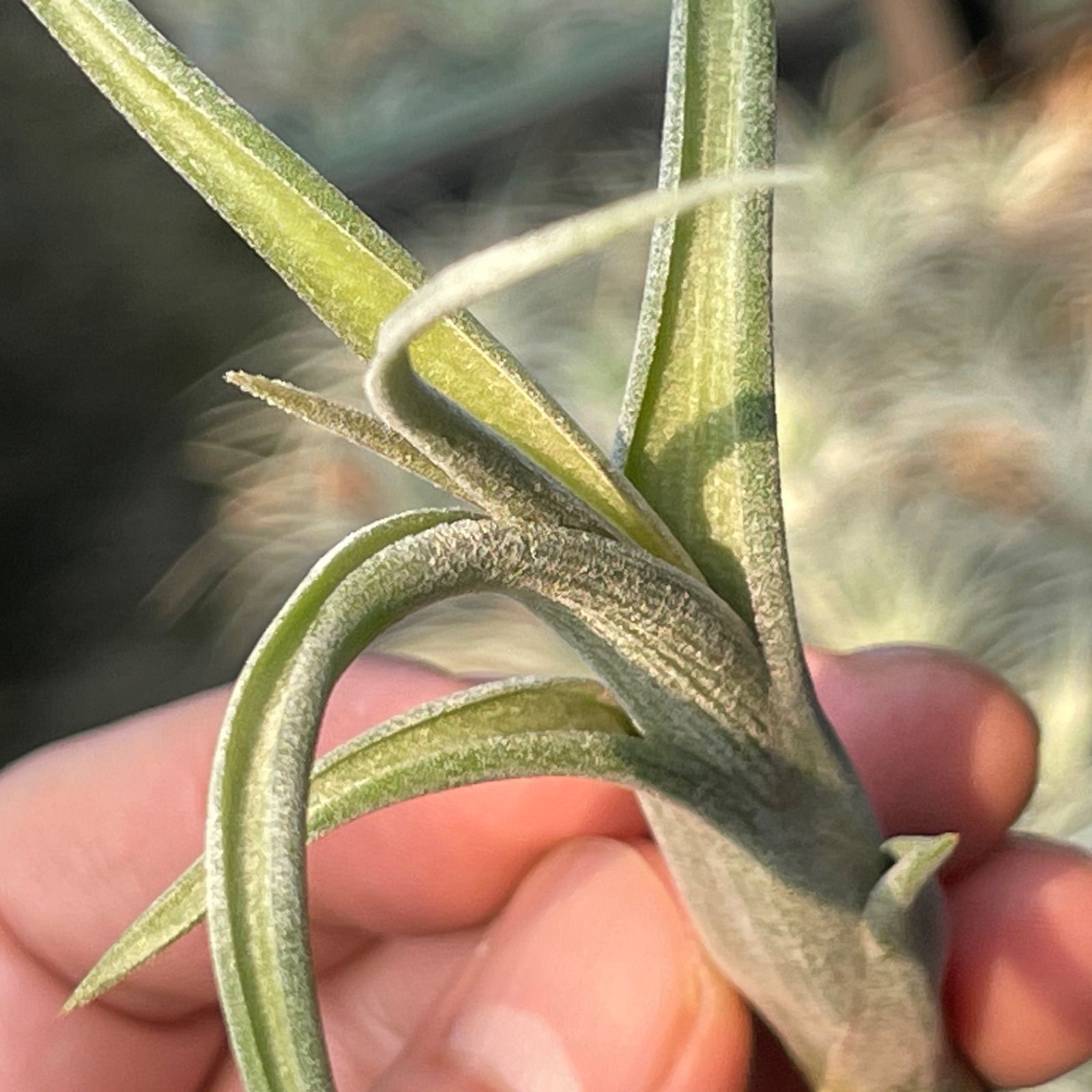 チランジア インターメディア Tillandsia intermedia＊エアプランツ