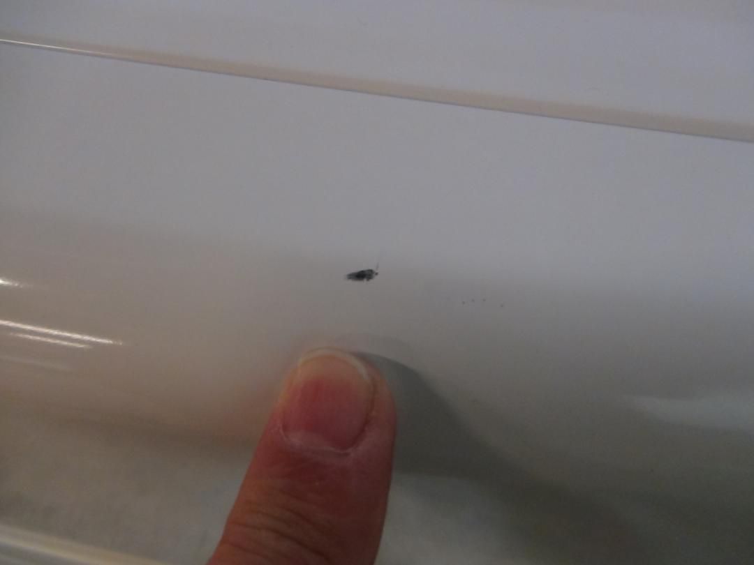 S289 消毒済 21年製 パナソニック NH-D503 衣類乾燥機 動作品 送料無料 保証付 2510 WWW_KANDAIZUMI_COM